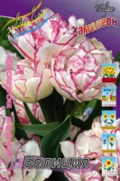 Tulipa Belicia