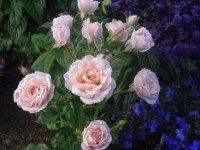 Питч Клементин2