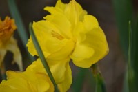 DSC 0251