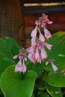 Hosta Lady Isobel Barnet цветы