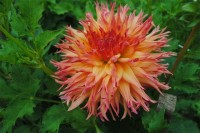 Normandy Orange fluff