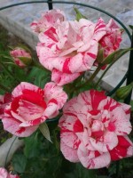 IMG 20130815 WA0000