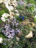 горечавка на горке