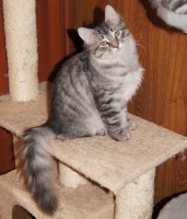 silver boy1