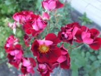 DSCF1765
