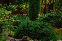 Picea abies Echiniformis
