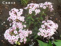 Изображение 009