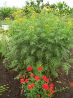 Изображение 056