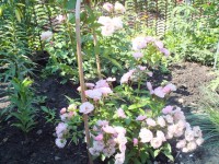 Heavenly Pink и Billet Doux  1