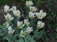 Чайна Таун 5