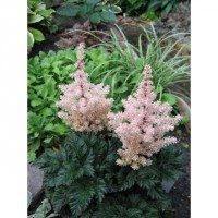 Astilbe Liliput 500x500