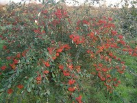 Cotoneaster Rosac es Cotoneaster lacteus cotoneaster lacteus 20 09 2011 15 59 43