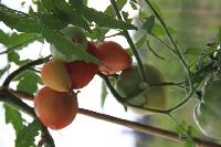 IMG 6424 умен